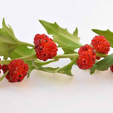 Image result for chenopodium foliosum