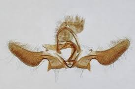 Attēlu rezultāti vaicājumam “Ancylis apicella”