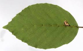 Attēlu rezultāti vaicājumam “Caloptilia alchimiella”