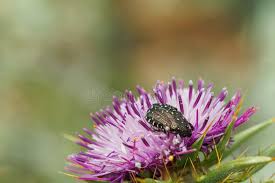 Attēlu rezultāti vaicājumam “Oxythyrea funesta”