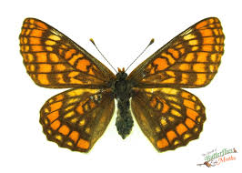 Attēlu rezultāti vaicājumam “Euphydryas maturna”