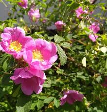 Attēlu rezultāti vaicājumam “Rosa majalis”