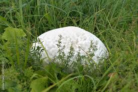 Attēlu rezultāti vaicājumam “Langermania gigantea”