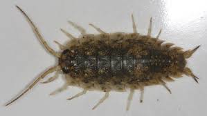 Attēlu rezultāti vaicājumam “Liceaceae”