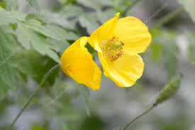 Image result for Meconopsis cambrica