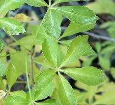 Attēlu rezultāti vaicājumam “Eleutherococcus sessiliflorus”