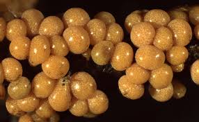 Attēlu rezultāti vaicājumam “Badhamia foliicola macro”