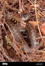 Attēlu rezultāti vaicājumam “Coronella austriaca adult”