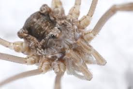 Attēlu rezultāti vaicājumam “Lophopilio palpinalis”