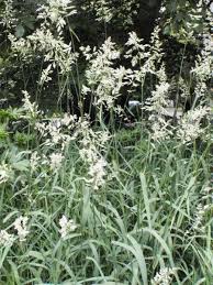 Attēlu rezultāti vaicājumam “Phalaroides arundinacea”