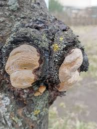 Attēlu rezultāti vaicājumam “Phellinus laevigatus”