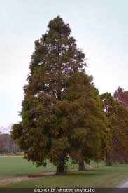 Attēlu rezultāti vaicājumam “Taxodium distichum”