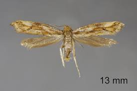 Attēlu rezultāti vaicājumam “Epermenia falciformis”