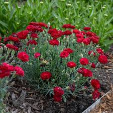 Image result for Dianthus