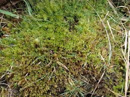 Attēlu rezultāti vaicājumam “Oxystegus tenuirostris”