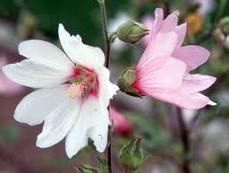 Image result for Lavatera thuringiaca