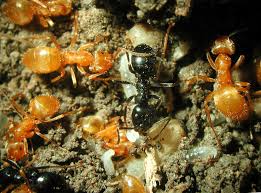 Attēlu rezultāti vaicājumam “Lasius fuliginosus”