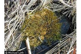 Attēlu rezultāti vaicājumam “Cratoneuron filicinum”