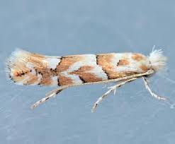 Attēlu rezultāti vaicājumam “Phyllonorycter sp.”