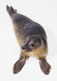 Image result for Phoca vitulina