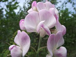 Attēlu rezultāti vaicājumam “Lathyrus latifolius flower”