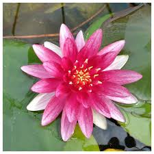 Attēlu rezultāti vaicājumam “Nymphaea alba flower”