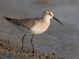 Attēlu rezultāti vaicājumam “Calidris ferruginea”