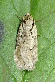 Attēlu rezultāti vaicājumam “Semioscopis avellanella”