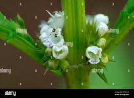 Attēlu rezultāti vaicājumam “Lycopus europaeus flower”