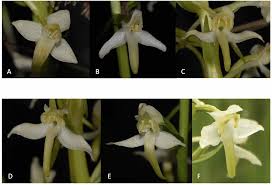Attēlu rezultāti vaicājumam “Platanthera bifolia flower”