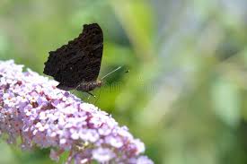 Attēlu rezultāti vaicājumam “Inachis io underside”