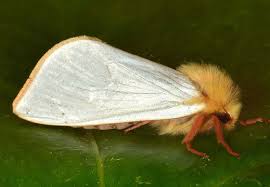 Attēlu rezultāti vaicājumam “Hepialus humuli male”