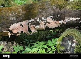 Attēlu rezultāti vaicājumam “Corticium roseum”