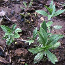 Image result for Satureja hortensis