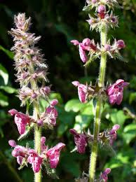 Attēlu rezultāti vaicājumam “Stachys sylvatica bud”