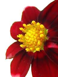 Image result for Dahlia x pinnata `Pompon Lilliput`