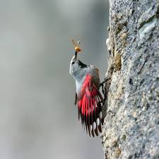 Image result for Tichodroma muraria