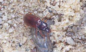 Attēlu rezultāti vaicājumam “Pterostichus aethiops”