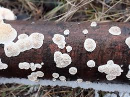 Attēlu rezultāti vaicājumam “Cerrena unicolor”