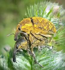 Attēlu rezultāti vaicājumam “Larinus sp.”