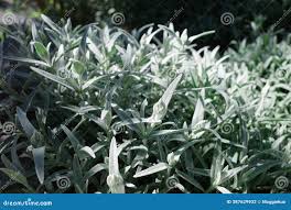 Attēlu rezultāti vaicājumam “Cerastium tomentosum leaf”