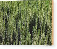 Attēlu rezultāti vaicājumam “Myriophyllum spicatum”