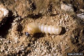 Attēlu rezultāti vaicājumam “Spondylis buprestoides”