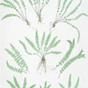 Attēlu rezultāti vaicājumam “Asplenium viride”