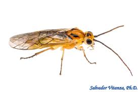 Attēlu rezultāti vaicājumam “Tenthredinidae”