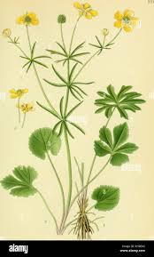 Attēlu rezultāti vaicājumam “Ranunculus auricomus”