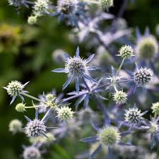 Attēlu rezultāti vaicājumam “Eryngium planum flower”
