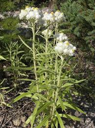 Attēlu rezultāti vaicājumam “Anaphalis margaritacea flower”
