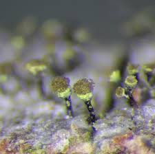 Attēlu rezultāti vaicājumam “Chaenotheca phaeocephala”