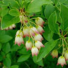 Attēlu rezultāti vaicājumam “Enkianthus chinensis leaf”